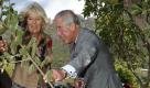 Richtig peinlich wurde es für Prinz Charles und seine damalige heimliche Geliebte Camilla Parker Bowles 1992. Der Thronfolger hatte noch während seiner Ehe mit Prinzessin Diana unter anderem Folgendes zu seiner Holden gesagt: «Lass mich dein Tampon sein ...» Nach dem Bekanntwerden dieser Aussagen trennten sich Charles und Diana nach Angaben des Premierministers «in aller Freundschaft». Foto: dapd