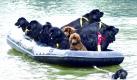 Diese Vierbeiner sitzen im wahrsten Sinne des Wortes in einem Boot: Die Rettungshunde der Scuola Italiana Cani Salvataggio, der italienischen Rettungshundeschule, üben in Winterbach im Rahmen einer Trainingseinheit. Wie ihre menschlichen Kollegen müssen die tierischen Retter lernen, von Helikoptern oder Rettungsbooten ins Wasser zu springen.  Foto: ap