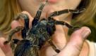 Gerade die Damenwelt kann sich für Spinnen nur wenig begeistern. In Gruselfilmen wird Arachnophobie, die Angst vor Spinnen, besonders gern eingesetzt, um zu schocken. Die Lieblingskrabbler sind Vogelspinnen und Taranteln. Foto: dpa