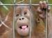 orang-utan.jpg (Foto)