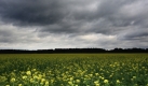Dunkle Regenwolken ziehen über ein Feld mit blühenden Senfpflanzen unweit des kleinen brandenburgischen Dorfes Sauen bei Beeskow (Oder-Spree). Auch für die kommenden Tage sagen die Meteorologen trübes und regnerisches Herbstwetter vorher. Foto: dpa