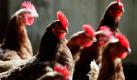 Hühner laufen über das Gelände des Springfield-Bauernhofes in Sparks, Maryland. Auf der Farm werden täglich mehr als 1400 Eier von 2000 Hühnern gelegt. Foto: ap