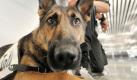 Gemeinsam mit Hundeführer Heiko K. wartet Schäferhündin 'Dina' am Mittwoch (04.08.2010) am Flughafen Frankfurt auf ihren Einsatz. Dabei handelt die zweieinhalbjährige Hundedame im Auftrag des deutschen Staates: Als Deutschlands erster 'Passiver Bargeld-Spürhund' erschnuppert sie im Dienste des Zolls Bargeldbündel, die Passagiere am Fiskus vorbei ausser Landes schmuggeln wollen. Damit der Hund nicht bei jedem Fluggast-Geldbeutel anschlägt, wird er auf grössere Geldmengen trainiert. Foto: Boris Roessler dpa/lhe (Zu dpa-KORR und lhe 7101 am 04.08.2010) +++(c) dpa - Bildfunk+++
pixel Foto: dpa