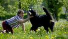Immer an der Seite von Fritz Fuchs: Keks, sein Berner Sennenhund. So gerüstet können die nächsten 30 Jahre ja kommen. Foto: ZDF