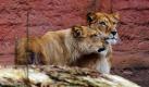 Zwei Berberlöwinnen in ihrem Freiluftgehege im Zoo Hannover. Die zweijährigen Löwinnen waren aus dem marokkanischen Nationalzoo in Rabat für ein europäisches Zuchtprogramm ausgewählt worden. Berberlöwen sind in ihrer nordafrikanischen Heimat bereits seit Mitte des 20. Jahrhunderts ausgestorben.  Foto: ddp