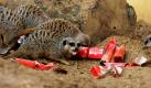 Erdmännchen bei der vorgezogenen Bescherung im Londoner Zoo. In den Geschenken befinden sich Mehlwürmer. Foto: ap