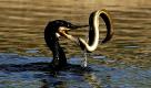 Ein Kormoran fängt in der Havel bei Potsdam einen Aal. Dem CDU-Kreisverband Ostvorpommern treiben es die Tiere nun zu bunt. Der Kormoranbestand ist so weit gestiegen, dass langfristige, irreparable Schäden im Ökosystem sowie in der Fischerei drohten. Deshalb sollen die derzeit gültigen Schutzpläne für den Vogel aufgehoben werden. Foto: ddp
