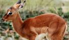 Die zwei Wochen alte, noch namenlose, weibliche Schwarzfersenantilope steht im Zoo in Köln im Gehege. Seit zehn Jahren hält der Kölner Zoo rotbraune Antilopen auf der Giraffenanlage und hat nun seine 84. Nachzucht erzielt.  Foto: dapd