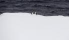 Was die sich wohl zu sagen haben? Zwei Pinguine in tierischer Kommunikation auf einer Eisscholle im Antarktischen Ozean. Foto. Dean Lewins Foto: dpa