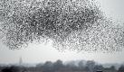 'Die Vögel': Ein Schwarm von Staren nahe des schleswig-holsteinischen Aventoft. Zur Zeit suchen allabendlich mehrere hunderttausend Stare  im deutsch-dänischen Grenzgebiet einen Schlafplatz. Foto: Carsten Rehder Foto: dpa