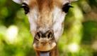 Eine Giraffe im Dusit Zoo in Bangkok streckt dem Fotografen die Zunge raus. Foto: ap