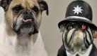 Nicht ganz unähnlich sind sich Wachhund «Emely» (l.) und eine Plastikdogge in einem Fitnessstudio in Hanau. Während das Plastik-Maskottchen im Stil eines englischen Bobbys als reine Deko dient, hat Emely den Fitness-Laden ihres Herrchens ganz genau im Blick. Foto: Boris Roessler Foto: dpa