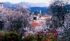 Die Mandelblüte ist bereits im Januar und Februar der Frühlingsbote auf Sizilien und Mallorca.
 Foto: srt/Archivbild
