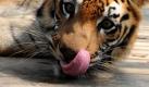 One of the two Royal Bengal tigers lies inside its enclosure after being tranquilised at the Guwahati Zoological Park in Guwahati city, northeast India, 30 January 2010. Two Royal Bengal tigers escaped from their enclosure in the State Zoo in Guwahati when their attendant had entered to clean the enclosure. The tigers roamed around freely with weekend visitors panicking and running all over the place. No one was, however, injured. The animals were later tranquilized. EPA +++(c) dpa - Bildfunk+++
pixel Foto: dpa