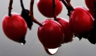 Ein Regentropfen hängt nahe dem ostsächsischen Bischofswerda an einigen Vogelbeeren. Das Wetter in Sachsen soll in den nächsten Tagen wechselhaft bleiben.  Foto: dpa