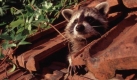 Der Waschbär kommt aus Nordamerika. Dass er es sich trotzdem in den Kasseler Wohnvierteln Harleshausen und Kirchditmold gemütlich gemacht hat, ist verschiedenen Auswilderungen im 20. Jahrhundert zu verdanken. 1934 wurde ein erster Schub am hessischen Edersee ausgesetzt, nach dem Ende des Zweiten Weltkriegs büxten Waschbären aus einem zerstörten Gehege in Strausberg bei Berlin aus, und in den 1960er Jahren ließen US-Soldaten ihnen in Nordfrankreich freie Bahn. Heute sind sie in Deutschland weit verbreitet. Foto: ddp