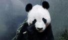 Mitarbeiter des Kobe Oji Zoo im westlichen Japan gehen dem Tod des Riesenpandas Kou Kou auf den Grund, der eine Leihgabe Chinas war. Wenn ein menschlicher Fehler für das Ableben des Tieres verantwortlich gewesen sein sollte, könnte dem Zoo eine Strafe von 390.000  auferlegt werden.  Foto: ap