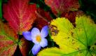 Bunte Blätter liegen auf einer Wiese im Park Babelsberg in Potsdam um eine blühende Herbstzeitlose. So schön die Pflänzchen auch sind, ist doch Vorsicht geboten: Die Blumen, die an Krokusse erinnern und nur im Herbst blühen sind stark giftig.  Foto: dpa
