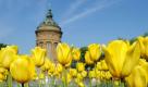 Tulpen blühen bei strahlendem Sonnenschein vor dem alten Wasserturm in Mannheim. Der Südwesten Deutschlands wird in den kommenden Tagen mit warmem und sonnigem Wetter verwöhnt. Foto: dpa