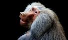Ein Hamadryas-Pavian aus Ägypten sitzt in seinem Gehege in Kalkutta. Der indische Zoo hat seine Tiersammlung kürzlich um zwei Exemplare der Primaten erweitert. Foto: dpa