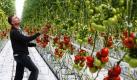 Der Landwirt Friedrich Hermanns schaut in seinem Gewächshaus in Hannover-Wettbergen nach seinen Tomaten. In der riesigen Anbauhalle sorgt ein Computersystem für gutes Wetter: Die Technik regelt Temperatur und Niederschlag, steuert die Lüftung und die Menge des Lichteinfalls: ein Rundum-Sorglos-Paket für die Tomaten. Foto: dpa