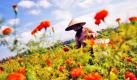 Eine balinesische Frau pflückt auf einem Blumenfeld im indonesischen Badung Blumen.  Indonesiens Präsident Susilo Bambang Yudhoyono gab bekannt, er erwarte für sein Land ein Wirtschaftswachstum von 7,7 Prozent in den nächsten vier Jahren. Dadurch entstünden knapp elf Millionen neue Jobs. Foto: dpa