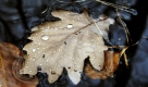 Ein Blatt schwimmt in einem kleinen Tümpel bei Opfingen nahe Freiburg. Der November startet zum Wochenbeginn grau in grau, mit kräftigen Herbstwinden und Regen bei immer noch milden Temperaturen. Foto: ap