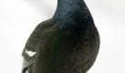 Birkhuhn (Foto)
