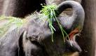 Das Elefantenbaby Ko Raya versucht im Zoologischen Garten in Berlin vergeblich frisches Gras zu fressen (Archivfoto vom 15.05.09). Ko Raya ist am Freitag (27.05.11) nach Angaben des Berliner Zoos gestorben. Foto: dapd