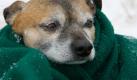 Wenn Bello chronisch niedergeschlagen und schlapp wie ein nasses Handtuch ist, hilft vielleicht die Pille fr den depressiven Hund. Die gibt es tatschlich, wurde in den USA entwickelt und enthlt den Stimmungsaufheller Prozac. Das Antidepressivum wird auch Menschen verordnet - mit denselben Nebenwirkungen, jedoch mit einem kleinen Unterschied: den Geschmack. Die Pille schmeckt nach Fleischwurst.
 Foto: d