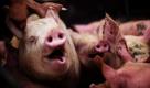 Diesem Schwein geht es an den Kragen (oder an die Ohren):eine Szene aus einem Schlachtbetrieb in Guatemala-Stadt, Zentralamerika. Foto: ap