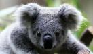 Das Koalababy Thalera in seinem Gehege im Duisburger Zoo weiß offenbar genau, wie man vor Kameras posiert. Der kleine Eucalyptusvertilger wurde am 7. November 2009 als Kind der ebenfalls in Duisburg geborenen 3-jährigen Goonderrah und des 6-jährigen Kaiyu aus San Diego im Zoo geboren. Thalera wiegt mittlerweile 2300 Gramm. Foto: dapd