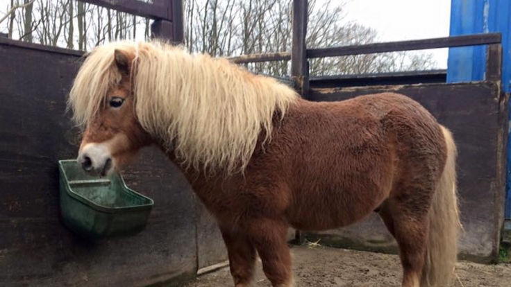 Bei Henningsdorf soll ein Unbekannter sexuellen Kontakt mit gleich drei Ponys gehabt haben. (Symbolbild)