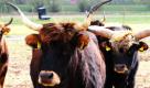Heckrinder  weiden bei Lunow in der Uckermark. Der Nationalpark-Förderverein präsentierte  in einem Polder bei Lunow eine zwölfköpfige Herde von Heckrindern, die Rückzüchtungen des im 17. Jahrhunderts in Mitteleuropa ausgerotteten Auerochsen sind. Foto: ddp