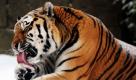 Das sibirische Tigermännchen Kolja wälzt sich im Zoo Hannover im frisch gefallenen Schnee. Für das kommende Wochenende sagen Meteorologen Minustemperaturen und weitere Schneefälle voraus.  Foto: dpa