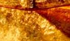 ARCHIV: Goldbarren liegen gestapelt in einem Safe der Deutschen Bundesbank (Foto undatiert). Gold gilt traditionell als verlaesslicher Wert und vermittelt das Gefuehl von Sicherheit. Der derzeit hohe Goldpreis von ueber 1000 Dollar pro Feinunze, was einem Gewicht von 31,1 Gramm entspricht, ist deshalb auch ein Zeichen fuer die Aengste der Anleger. 'Gold laesst sich mit einer Versicherung vergleichen. Der hohe Goldpreis weist auf hoehere Risiken an den Kapitalmaerkten hin', sagt Eugen Weinberg, Leiter der Rohstoffanalyse bei der Commerzbank. 'Die Kosten einer Risikolebensversicherung sind fuer einen Fallschirmspringer schliesslich auch hoeher, als fuer jemanden, der immer zu Hause sitzt', ergaenzt der Experte. (zu ddp-Text) Foto: Deutsche Bundesbank/ ddp Foto: ddp