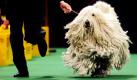Der Komodor Major läuft mit seinem Herrchen bei der Hundeshow des Westminster Kennel Clubs im Madison Square Garden in New York City. Foto: ap