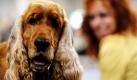 Ein Cocker Spaniel sitzt in Erfurt neben seinem Frauchen. Die Einnahmen der Thüringer Kommunen durch die örtlichen Verbrauchs- und Aufwandssteuern sind 2009 im Vergleich zum Vorjahr gestiegen. Unter anderem die Hundesteuer: Sie erhöhte sich von 2008 auf 2009 um 100.000 Euro auf 5,3 Millionen Euro. Foto: ddp
