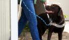 Blindenführhundtrainerin Gerlinde Haag geht in Iserlohn mit ihrem Blindenführhund 'Toddy', einem Labrador Retriever, an einer Tür vorbei (Foto vom 06.06.2007). Der Rüde trägt ein Blindenführhundgeschirr und durchläuft damit eine mehrmonatige Ausbildung. Die Ausbildung von Blindenführhunden kostet nicht nur viel Geduld, sondern auch viel Geld: rund 20 000 Euro. Der Hund muss am Ende seiner Ausbildung über Zebrastreifen gehen, Briefkästen sowie Ein- und Ausgänge finden oder seinen Besitzer durch Menschengetümmel in der Einkaufspassage lotsen können. Für Blinde oder Sehbehinderte, die sich nur an Geräuschen orientieren und mit einem Blindenstock vorantasten, ist ein gut ausgebildeter Blindenführhund meist eine enorme Hilfe zu mehr Mobilität. Foto: Friso Gentsch dpa (zu dpa-Reportage 'Keine Angst vorm 'Elektro-Hund' - Toddy lernt für blindes Frauchen' vom 22.06.2007) +++(c) dpa - Bildfunk+++  Foto: dpa