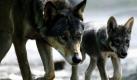 Seit zehn Jahren leben wieder Wölfe in der Lausitz. In den Gebieten im Nordosten Sachsens und im Süden Brandenburgs ist so die größte Wolfspopulation in Deutschland entstanden. Foto: ddp