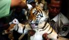 Mitarbeiter des indonesischen Forstwirtschaftsministeriums tragen einen betäubten Sumatra-Tiger in ein Gehege im Safari Park von Banda Aceh. Das Tier musste eingefangen werden, nachdem es sich in einer Falle von Wilderern schwer verletzt hatte. Nur etwa 400 Tiger der Art leben noch in den Wäldern Sumatras und sind damit akut vom Aussterben bedroht. Foto: ap