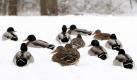 Enten sitzen auf Fehmarn im tiefen Schnee. Im Norden Deutschlands ist auch am Sonntag mit weiteren Schneefällen zu rechnen. Foto: ddp
