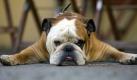 Die englische Bulldogge Oskar liegt am Montag (23.06.2008) breit ausgestreckt im Schatten vor einem Cafe in Berlin. Erfahrung mit Fotografen hat Oskar schon früher gesammelt. Damals war er das Maskottchen des Fußballclubs Offenbacher Kickers, bevor er mit seinem Herrchen nach Berlin umzog. Foto: Arno Burgi dpa/lbn +++(c) dpa - Bildfunk+++ Foto: dpa