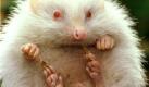 Albino bis in die Stacheln: Dieser junge Igel aus Augsburg leidet an der Pigmentstörung. Auch Sehschärfe und räumliches Sehen ist dabei eingeschränkt - für einen schnüffelnden Igel ist dies allerdings weniger dramatisch als für ein junges Känguru ... Foto: dpa