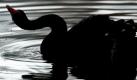 Thueringen/ Ein Trauerschwan (Cygnus atratus), auch Schwarzschwan genannt, trinkt am Freitag (20.04.12) auf einem Teich in Blankenhain im Weimarer Land Wasser. Das unbestaendige Aprilwetter haelt auch in den kommenden Tagen an. Es bleibt bewoelkt und regnerisch, wie der Deutsche Wetterdienst (DWD) am Freitag mitteilte. Auch Gewitter sind zu erwarten. Am Samstag (21.04.12) kommt es zu teils schauerartigen Niederschlaegen, oertlich sind auch Gewitter moeglich. In den Gipfellagen der Mittelgebirge schneit es. Die Hoechstwerte liegen zwischen 10 und 16 Grad.  (zu dapd-Text)
Foto: Candy Welz/dapd Foto: dapd
