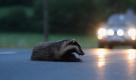 Ein verletzter Dachs lag am Sonntag auf einer Landstraße nahe dem thüringischen Sonneberg. In lauen Sommernächten sind die sonst scheuen Jäger auch in der Dämmerung unterwegs. Autofahrer sollten besonders in den frühen Abendstunden aufpassen. Foto: dapd
