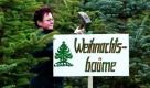 In der Baumschule in Tempelberg, nahe Fürstenwalde, wird die diesjährige Weihnachtsbaumsaison vorbereitet. Auf etwa 15 Hektar wachsen hier rund 20.000 Bäume wie Blaufichten, Serbische Fichten, Nordmanntannen und Küstentannen. Ab sofort kann hier jeder seinen auserwählten Baum selber schlagen und mit nach Hause nehmen.
 Foto: dpa