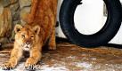 Der zehnmonatige Löwe Simba im seinem Gehege des polnischen Besitzers in Glogow Malopolski. Ein Gericht hat dem Polen nun erlaubt, dass er das Tier behalten darf, sofern ein artgerechtes Gehege gebaut werde. Foto: dpa