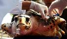 Thailändische Tierärzte verabreichen einer Karettschildkröte eine letzte Injektion, bevor sie mit weiteren Artgenossen vor der Küste Thailands in Sattahip ausgesetzt wird. 779 Exemplare der vom Aussterben bedrohten Karettschildkröte und der Suppenschildkröte wurden im Schildkröten Konservationszentrum der königlichen Marine aufgezogen. Mit der Zucht der Tiere sollen die Populationen vor der thailändischen Küste wieder gestärkt werden. Foto: dpa
