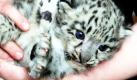 Schneeleopardin Lea hat im Zoo Krefeld zwei Babys zur Welt gebracht, die noch namenlos sind. In ihrer Heimat, dem zentralasiatischen Hochgebirge, sind die Tiere mit dem langen, grauen Fell und den charakteristischen schwarzen Flecken stark gefährdet. Foto: dpa